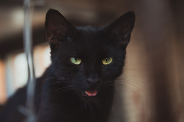 Black street cat with green eyes. Opened mouth and tongue. Beautiful homeless animal.