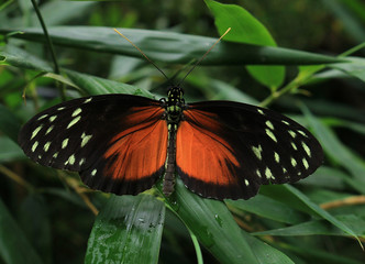 A Close up image of a Golden Helicon Butterfly. Scientific name Heliconius hecale.