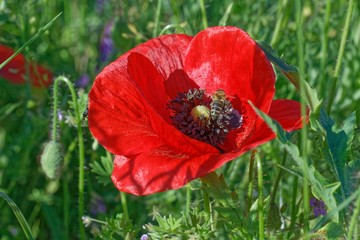 Klatschmohn mit Biene