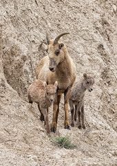 Female of  bighorn sheep (Ovis canadensis) with lambs at the cliff of Badlands National Park, South Dakota, USA