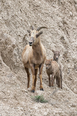 Female of  bighorn sheep (Ovis canadensis) with lambs at the cliff of Badlands National Park, South Dakota, USA