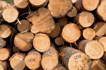 Logs Piled on to of each other
