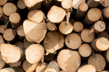 Logs Piled on to of each other