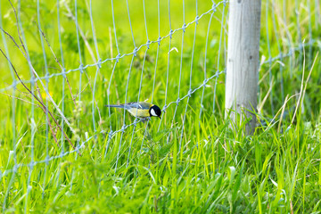 Great Tit Bird Sitting on Metal Fence