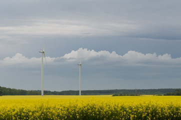 RAINY WEATHER - Wind turbine and rape field as a renewable energy source