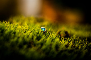 ENGAGEMENT RING © PIOTR JARCZYKOWSKI