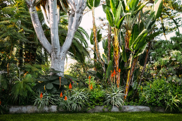 Tropical garden plants with aloe vera blossom flowers and palms