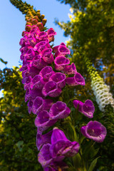 colorful purple Foxglove (Digitalis purpurea) in full bloom in Bokrijk, Belgium against a clear blue sky