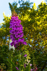 colorful purple Foxglove (Digitalis purpurea) in full bloom in Bokrijk, Belgium against a clear blue sky