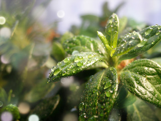 Zbliżenie na piękne liście azalii po deszczu - obrazy, fototapety, plakaty