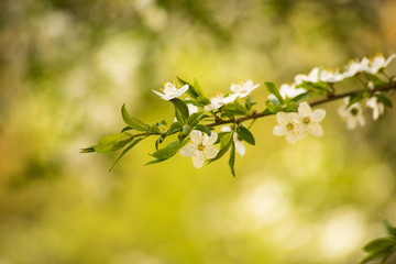 Yellow with green background with delicate white flowers