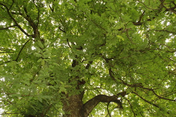 Tamarind (Tamarindus indica) tree branch.