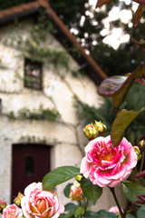 blooming white and pink rose with a blurred house in the background