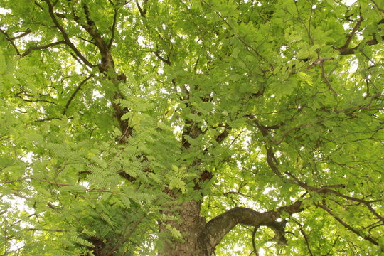 Tamarind (Tamarindus indica) tree branch.