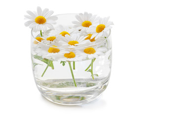 Many beautiful daisies (Marguerite) swim in a glass with water, isolated on white background, including clipping path without shadow.