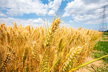 The wheat fields are under the blue sky and white clouds