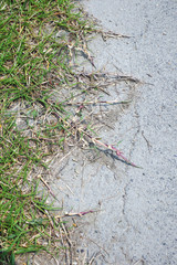 道路まで伸びた芝のほふく茎