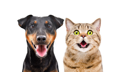 Portrait of funny dog breed Jagdterrier and cheerful cat Scottish Straight isolated on white...