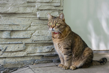 A beautiful domestic cat sits on the street near the wall of his house