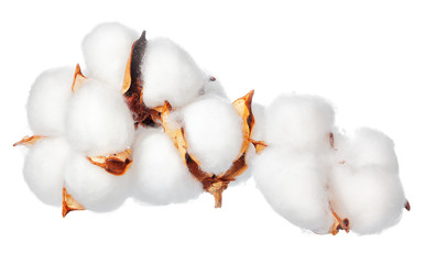 Cotton flowers on white background