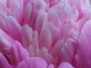 Delicate petals of a peony flower. Clean and beautiful background for decoration.