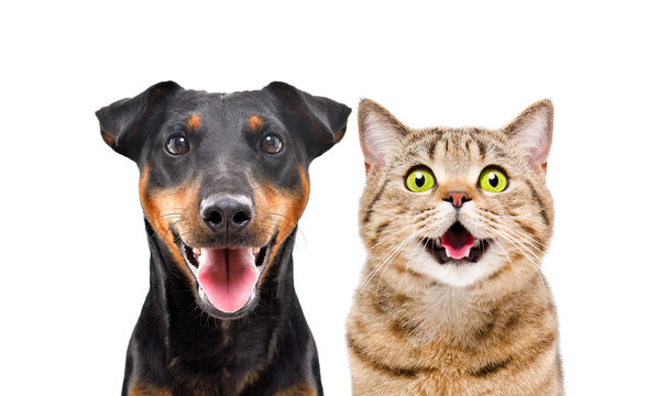 Portrait of funny dog breed Jagdterrier and cheerful cat Scottish Straight isolated on white background