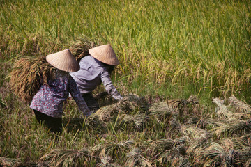 Naklejka na ściany i meble two rice field farmer at harvest in vietnam