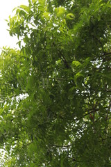 Azadirachta indica, commonly known as neem, nimtree or Indian lilac leaves.