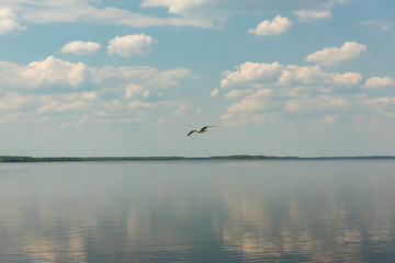 Seagull in the center of the frame against a clean lake