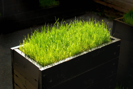 Dark Wooden Planter Box With Bright Green Grass