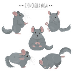 Chinchilla yoga poses and exercises. Cute cartoon clipart set