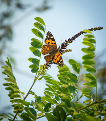 Butterflies are one of the most amazing creatures.