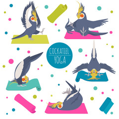 Cockatiel yoga poses and exercises. Cute cartoon clipart set