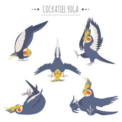 Cockatiel yoga poses and exercises. Cute cartoon clipart set © a7880ss