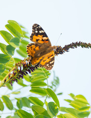 Butterflies are one of the most amazing creatures.