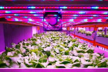 Ventilator and special LED lights belts above lettuce in aquaponics system combining fish...