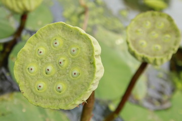 Close up of natural green lotus seed pods in pond.