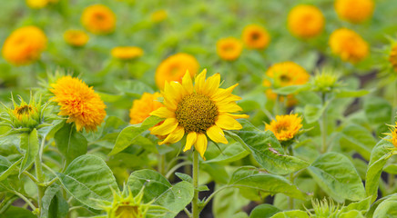 yellow chrysanthemum flowers and sunflowers