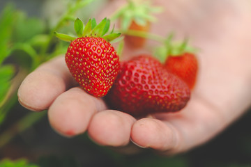 Fototapeta premium hands holding handful of ripe strawberries, farm field