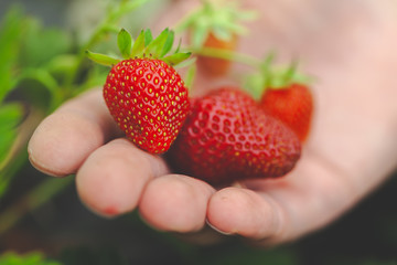  hands holding handful of ripe strawberries, farm field