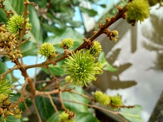 quercus cerris L or turkey oak in the garden with the green color of the flower