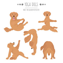 Yoga dogs poses and exercises. Golden retriever clipart