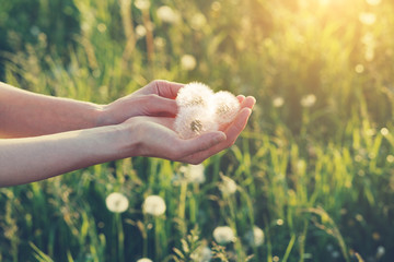 young female hands holding beautiful dandelion flowers, copy space