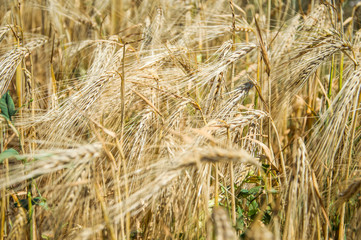 Golden fields of wheat.