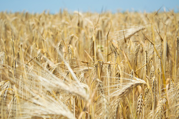 Golden fields of wheat.