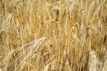 Golden fields of wheat.