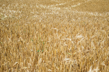 Golden fields of wheat.