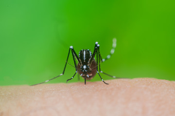 Dangerous Zica virus aedes aegypti mosquito on human skin , Dengue, Chikungunya, Mosquito sucking...