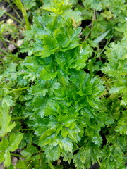 Spring parsley leaves in a home greenhouse