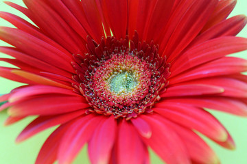 Gerbera flower macro picture. African daisy closeup